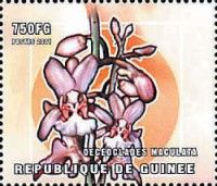 Oeceoclades maculata