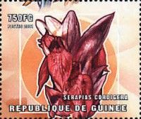 Serapias cordigera