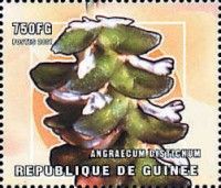 Angraecum distichum