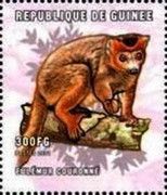 Crowned lemur (Lemur coronatus)