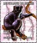 Blue-eyed Black Lemur (Eulemur flavifrons)