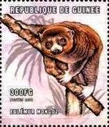 Mongoose lemur (Eulemur mongoz)