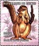 Common brown lemur (Eulemur fulvus)