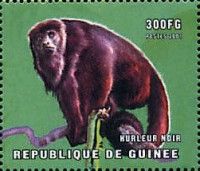 Black howler (Alouatta caraya)