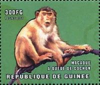 Sunda Pig-tailed Macaque (Macaca nemestrina)