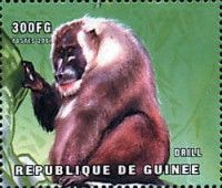 Drill (Mandrillus leucophaeus)