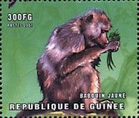 Yellow baboon (Papio cynocephalus)