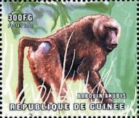 Olive baboon (Papio anubis)