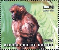 Gelada baboon (Theropithecus gelada)