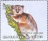White-footed Sportive Lemur (Lepilemur leucopus)