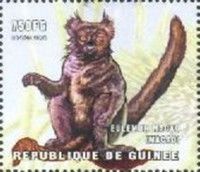 Black Lemur (Eulemur macaco)