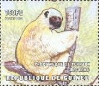 Verreaux's sifaka (Propithecus verreauxi)