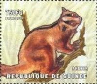 Masoala Fork-marked Lemur (Phaner furcifer)
