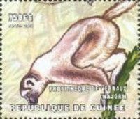 Verreaux's sifaka (Propithecus verreauxi)