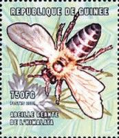 Giant honey bee (Apis dorsata)