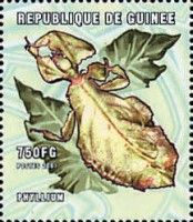 Phyllium celebicum