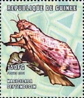 Pharaoh cicada (Magicicada septendecim)