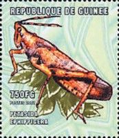 Petasida ephippigera