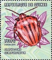 Graphosoma semipunctatum