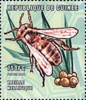 European honey bee (Apis mellifera)