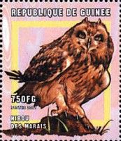Short-eared Owl (Asio flammeus)