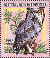 Great Horned Owl (Bubo virginianus)