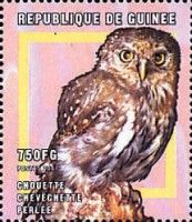Pearl-spotted Owlet (Glaucidium perlatum)