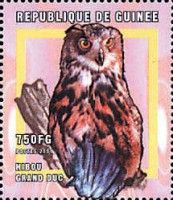 Spotted Eagle-Owl (Bubo africanus)