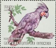 Palm Cockatoo (Probosciger aterrimus)