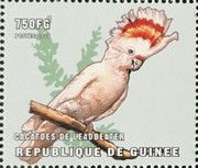 Major Mitchell's Cockatoo (Lophochroa leadbeateri)