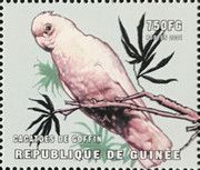 Tanimbar Corella (Cacatua goffiniana)