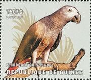 Grey Parrot (Psittacus erithacus)