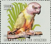 Senegal Parrot (Poicephalus senegalus)