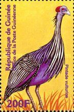 Vulturine Guineafowl (Acryllium vulturinum)