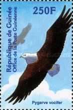 African Fish Eagle (Haliaeetus vocifer)