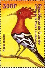 Eurasian Hoopoe (Upupa epops)