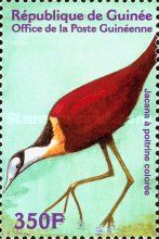 African Jacana (Actophilornis africanus)