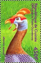 Helmeted Guineafowl (Numida meleagris)