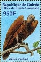 White-rumped Vulture (Gyps bengalensis)