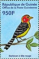 Red-and-yellow Barbet (Trachyphonus erythrocephalus)