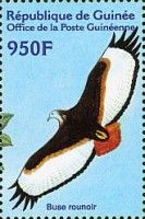 Jackal Buzzard (Buteo rufofuscus)