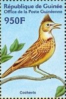 Crested Lark (Galerida cristata)