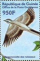 Grey Wagtail (Motacilla cinerea)