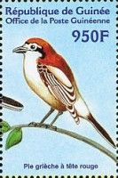 Woodchat Shrike (Lanius senator)