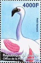 Lesser Flamingo (Phoeniconaias minor)