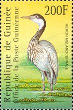 Black-headed Heron (Ardea melanocephala)