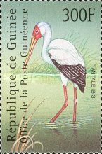 Yellow-billed Stork (Mycteria ibis)