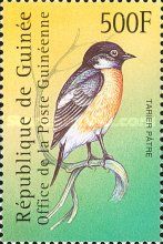 African Stonechat (Saxicola torquatus)
