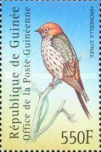 Lesser Striped Swallow (Cecropis abyssinica)