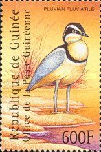 Egyptian Plover (Pluvianus aegyptius)